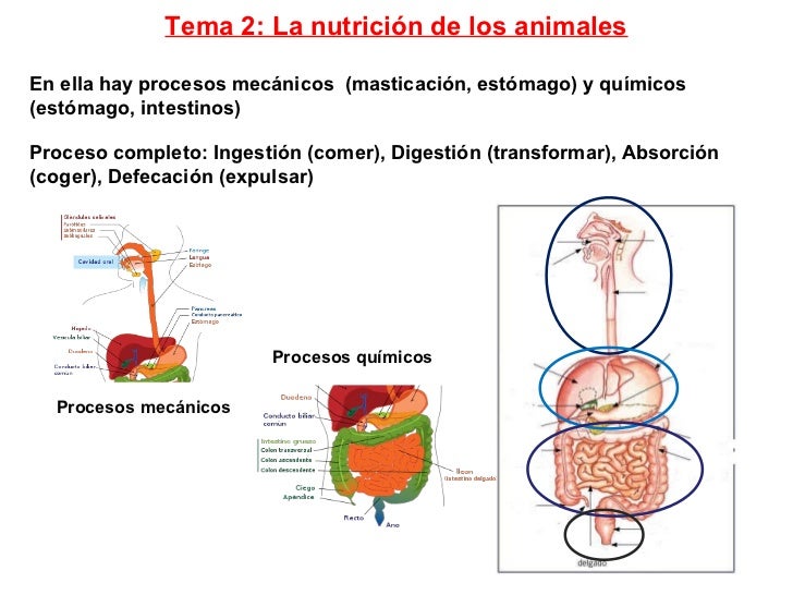 Tema 02 (la nutrición de los animales)