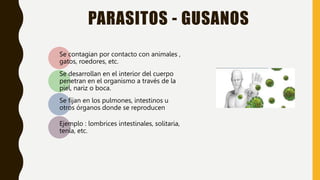 PARASITOS - GUSANOS
Se contagian por contacto con animales ,
gatos, roedores, etc.
Se desarrollan en el interior del cuerpo
penetran en el organismo a través de la
piel, nariz o boca.
Se fijan en los pulmones, intestinos u
otros órganos donde se reproducen
Ejemplo : lombrices intestinales, solitaria,
tenia, etc.
 