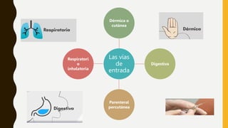 Las vías
de
entrada
Dérmica o
cutánea
Digestiva
Parenteral
percutánea
Respiratori
o
inhalatoria
 