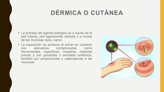 DÉRMICA O CUTÁNEA
• La entrada del agente biológico es a través de la
piel intacta, piel ligeramente dañada o a través
de las mucosas (ojos, nariz).
• La exposición se produce al entrar en contacto
con elementos contaminados como
herramientas, superficies, muestras, materias
primas y con pacientes o animales enfermos;
también por proyecciones y salpicaduras a las
mucosas.
 