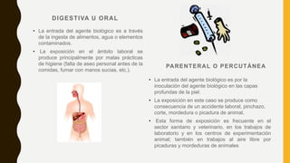 DIGESTIVA U ORAL
• La entrada del agente biológico es a través
de la ingesta de alimentos, agua o elementos
contaminados.
• La exposición en el ámbito laboral se
produce principalmente por malas prácticas
de higiene (falta de aseo personal antes de la
comidas, fumar con manos sucias, etc.).
PARENTERAL O PERCUTÁNEA
• La entrada del agente biológico es por la
inoculación del agente biológico en las capas
profundas de la piel.
• La exposición en este caso se produce como
consecuencia de un accidente laboral, pinchazo,
corte, mordedura o picadura de animal.
• Esta forma de exposición es frecuente en el
sector sanitario y veterinario, en los trabajos de
laboratorio y en los centros de experimentación
animal; también en trabajos al aire libre por
picaduras y mordeduras de animales
 