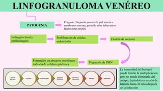 LINFOGRANULOMA VENÉREO
21
PATOGENIA
El agente ,No puede penetrar la piel intacta o
membranas mucosa, para ello debe haber micro
laceraciones en piel.
linfangitis local y
perilinfangitis
Proliferación de células
endoteliales
En área de necrosis
Migración de PMN
Formación de abscesos estrellados ,
rodeado de células epiteliales
La inmunidad del huésped
puede limitar la multiplicación,
pero no puede eliminarla del
cuerpo, dejándola en estado de
latencia hasta 20 años después
de la infección
 