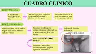CUADRO CLINICO
22
Con lesión pequeña vesiculosa
o papulosa en genitales
externos, son indoloras
LESION PRIMARIA
P. Incubación:
Alrededor de 3-12
días
Suelen ser transitorias a
veces inadvertidas , son
de cicatrización rápida
LESION SECUNDARIA
Se presenta entro los 10-30 días
después de la lesión primaria
hasta los 6 meses
Causando linfadenopatía
unilateral inguinal o femoral, que
se acompañan con dolor muy
intenso.
Además de síntomas
sistémicos.
Conocida como SIGNO DEL
SURCO
Se presenta porque hay
inflamación de los ganglios
inguinales femorales.
 