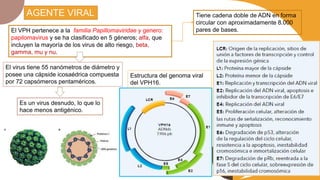 AGENTE VIRAL
El VPH pertenece a la familia Papillomaviridae y genero:
papilomavirus y se ha clasificado en 5 géneros; alfa, que
incluyen la mayoría de los virus de alto riesgo, beta,
gamma, mu y nu.
El virus tiene 55 nanómetros de diámetro y
posee una cápside icosaédrica compuesta
por 72 capsómeros pentaméricos.
Tiene cadena doble de ADN en forma
circular con aproximadamente 8.000
pares de bases.
Es un virus desnudo, lo que lo
hace menos antigénico.
Estructura del genoma viral
del VPH16.
 