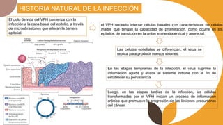 HISTORIA NATURAL DE LA INFECCIÓN
El ciclo de vida del VPH comienza con la
infección a la capa basal del epitelio, a través
de microabrasiones que alteran la barrera
epitelial.
el VPH necesita infectar células basales con características de células
madre que tengan la capacidad de proliferación, como ocurre en los
epitelios de transición en la unión exo-endocervical y anorectal.
Las células epiteliales se diferencian, el virus se
replica para producir nuevos viriones.
Luego, en las etapas tardías de la infección, las células
transformadas por el VPH inician un proceso de inflamación
crónica que promueve la progresión de las lesiones precursoras
del cáncer.
En las etapas tempranas de la infección, el virus suprime la
inflamación aguda y evade al sistema inmune con el fin de
establecer su persistencia
 
