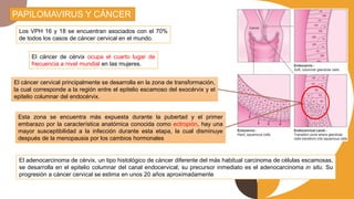 PAPILOMAVIRUS Y CÁNCER
Los VPH 16 y 18 se encuentran asociados con el 70%
de todos los casos de cáncer cervical en el mundo.
El cáncer de cérvix ocupa el cuarto lugar de
frecuencia a nivel mundial en las mujeres.
El adenocarcinoma de cérvix, un tipo histológico de cáncer diferente del más habitual carcinoma de células escamosas,
se desarrolla en el epitelio columnar del canal endocervical; su precursor inmediato es el adenocarcinoma in situ. Su
progresión a cáncer cervical se estima en unos 20 años aproximadamente
El cáncer cervical principalmente se desarrolla en la zona de transformación,
la cual corresponde a la región entre el epitelio escamoso del exocérvix y el
epitelio columnar del endocérvix.
Esta zona se encuentra más expuesta durante la pubertad y el primer
embarazo por la característica anatómica conocida como ectropión, hay una
mayor susceptibilidad a la infección durante esta etapa, la cual disminuye
después de la menopausia por los cambios hormonales
 