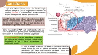 PATOGÉNESIS
Luego de la infección inicial por un virus de alto riesgo,
como por ejemplo el VPH16, su genoma se conserva en
forma de episoma, lo cual tiene como manifestación las
lesiones intraepiteliales de bajo grado iniciales.
Con la integración del ADN viral, el ADN celular sufre una
serie de mutaciones que inducen la proliferación celular y
la inhibición de mecanismos celulares apoptóticos.
La proteína viral E6 se une a la p53 del hospedero,
una proteína supresora de tumores, induciendo su
degradación y, por lo tanto, aumentando la
proliferación celular.
Los VPH de alto riesgo inducen la transformación de las
células como resultado del aumento en la expresión de
las proteínas virales E6 y E7, lo cual conduce a la
integración del genoma viral al celular.
El virus se integra al genoma de células con características de
célula madre, lo cual le permite establecer una infección
persistente que puede eventualmente progresar hacia una
lesión intraepitelial de alto grado o un carcinoma.
 