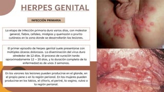 INFECCIÓN PRIMARIA
La etapa de infección primaria dura varios días, con malestar
general, fiebre, cefalea, mialgias y quemazón o prurito
cutáneos en la zona donde se desarrollarán las lesiones.
El primer episodio de herpes genital suele presentarse con
múltiples úlceras dolorosas. La diseminación del virus dura
alrededor de 12 días. El proceso de curación tarda
aproximadamente 12 – 20 días, y la duración completa de la
enfermedad es de unas 3 semanas.
En los varones las lesiones pueden producirse en el glande, en
el propio pene o en la región perianal. En las mujeres pueden
producirse en los labios, el clítoris, el periné, la vagina, vulva o
la región perianal.
 