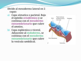 Tema 03 - 3° Semana del desarrollo.ppptx | PPTX