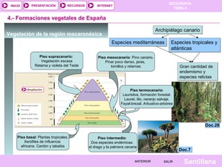 INICIO

PRESENTACIÓN

RECURSOS

GEOGRAFÍA
TEMA 4

INTERNET

4.- Formaciones vegetales de España
Archipiélago canario

Vegetación de la región macaronésica

Especies mediterráneas
Piso supracanario:
Vegetación escasa
Retama y violeta del Teide

Ampliación

Especies tropicales y
atlánticas

Piso mesocanario: Pino canario.
Pinar poco denso, jaras,
tomillos y retamas

Gran cantidad de
endemismo y
especies relictas

Piso termocanario:
Laurisilva, formación forestal.
Laurel, tilo, naranjo salvaje.
Fayal-brezal. Arbustivo-arbórea

Doc.28
Piso basal: Plantas tropicales.
Xerófiles de influencia
africana. Cardón y tabaiba

Piso intermedio:
Dos especies endémicas:
el drago y la palmera canaria

ANTERIOR

Doc.7
SALIR

Santillana

 