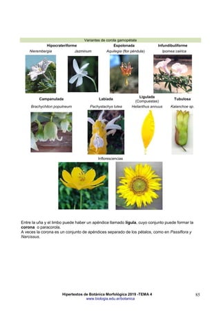 Hipertextos de Botánica Morfológica 2019 -TEMA 4
www.biologia.edu.ar/botanica
85
Variantes de corola gamopétala
Hipocrateriforme Espolonada Infundibuliforme
Nierembergia Jazminum Aquilegia (flor péndula) Ipomea cairica
Campanulada Labiada
Ligulada
(Compuestas)
Tubulosa
Brachychiton populneum Pachystachys lutea Helianthus annuus Kalanchoe sp.
Inflorescencias
Entre la uña y el limbo puede haber un apéndice llamado lígula, cuyo conjunto puede formar la
corona o paracorola.
A veces la corona es un conjunto de apéndices separado de los pétalos, como en Passiflora y
Narcissus.
 