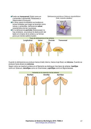 Hipertextos de Botánica Morfológica 2019 -TEMA 4
www.biologia.edu.ar/botanica
87
Puede ser transversal (Gola) como en
Lachemilla (=Alchemilla, Rosaceae) e
Hippocratea (Cronquist).
En otros casos el endotecio se localiza en
zonas limitadas que luego se levantan como
valvas o ventanillas: dehiscencia valvar,
característica de las Lauraceae.
En la dehiscencia poricida (Solanaceae) no
hay endotecio, se produce la destrucción del
tejido en el ápice de la antera y se forman
poros por donde saldrá el polen.
Dehiscencia poricida en Solanum sisymbrifolium
(tutiá, revienta caballos)
.
Tipos de dehiscencia en las anteras
Longitudinal Valvar Poricida Transversal
Cuando la dehiscencia se produce hacia el lado interno, hacia el eje floral, es introrsa. Cuando se
produce hacia afuera es extrorsa.
Según cómo se inserta la antera en el filamento se distinguen tres tipos de anteras: basifijas
como en Solanum, dorsifijas como en Gramineae y apicifijas como en Bignoniaceae.
Variantes en la inserción de las anteras
Basifijas Dorsifija Apicifijas
 