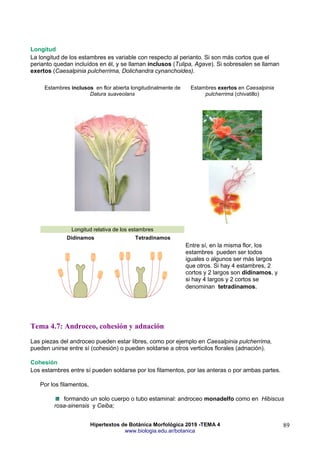 Hipertextos de Botánica Morfológica 2019 -TEMA 4
www.biologia.edu.ar/botanica
89
Longitud
La longitud de los estambres es variable con respecto al perianto. Si son más cortos que el
perianto quedan incluídos en él, y se llaman inclusos (Tulipa, Agave). Si sobresalen se llaman
exertos (Caesalpinia pulcherrima, Dolichandra cynanchoides).
Estambres inclusos en flor abierta longitudinalmente de
Datura suaveolans
Estambres exertos en Caesalpinia
pulcherrima (chivatillo)
Longitud relativa de los estambres
Entre sí, en la misma flor, los
estambres pueden ser todos
iguales o algunos ser más largos
que otros. Si hay 4 estambres, 2
cortos y 2 largos son didínamos, y
si hay 4 largos y 2 cortos se
denominan tetradínamos.
Didínamos Tetradínamos
Tema 4.7: Androceo, cohesión y adnación
Las piezas del androceo pueden estar libres, como por ejemplo en Caesalpinia pulcherrima,
pueden unirse entre sí (cohesión) o pueden soldarse a otros verticilos florales (adnación).
Cohesión
Los estambres entre sí pueden soldarse por los filamentos, por las anteras o por ambas partes.
Por los filamentos,
formando un solo cuerpo o tubo estaminal: androceo monadelfo como en Hibiscus
rosa-sinensis y Ceiba;
 