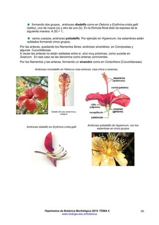 Hipertextos de Botánica Morfológica 2019 -TEMA 4
www.biologia.edu.ar/botanica
90
formando dos grupos, androceo diadelfo como en Delonix y Erythrina-crista galli
(seibo), uno de nueve (a) y otro de uno (b). En la fórmula floral ésto se expresa de la
siguiente manera: A (9) + 1;
varios cuerpos, androceo poliadelfo. Por ejemplo en Hypericum, los estambres están
soldados formando cinco grupos;
Por las anteras, quedando los filamentos libres: androceo sinantéreo, en Compositae y
algunas Cucurbitáceas.
A veces las anteras no están soldadas entre sí, sino muy próximas, como sucede en
Solanum. En ese caso se las denomina como anteras conniventes.
Por los filamentos y las anteras, formando un sinandro como en Ciclanthera (Cucurbitaceae).
Androceo monadelfo en Hibiscus rosa-sinensis, rosa china o sinensia,
Detalle del tubo estaminal y
estigma
Androceo diadelfo en Erythrina crista-galli
Androceo poliadelfo de Hypericum, con los
estambres en cinco grupos
 
