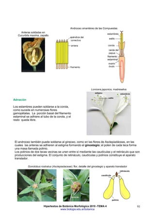 Hipertextos de Botánica Morfológica 2019 -TEMA 4
www.biologia.edu.ar/botanica
91
Androceo sinantéreo de las Compuestas
Anteras soldadas en
Cucurbita maxima, zapallo
Adnación
Los estambres pueden soldarse a la corola,
como sucede en numerosas flores
gamopétalas. La porción basal del filamento
estaminal se adhiere al tubo de la corola, y el
resto queda libre.
Lonicera japonica, madreselva
El androceo también puede soldarse al gineceo, como en las flores de Asclepiadáceas, en las
cuales las anteras se adhieren al estigma formando el ginostegio; el polen de cada teca forma
una masa llamada polinio.
Los polinios de dos tecas vecinas se unen entre sí mediante las caudículas y el retináculo que son
producciones del estigma. El conjunto de retináculo, caudículas y polinios constituye el aparato
translador.
Gonolobus rostratus (Asclepiadaceae): flor, detalle del ginostegio y aparato translador
 