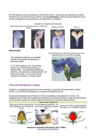 Hipertextos de Botánica Morfológica 2019 -TEMA 4
www.biologia.edu.ar/botanica
92
En Orchidaceae el eje se prolonga por encima del ovario. Parece que los estambres y el estilo
formasen por concrescencia una columna llamada ginostemo, sobre la cual se asienta la única
antera, protegida por una cubierta que se desprende, y el estigma.
Ginostemo en Aspasia (Orchidaceae)
Ápice del ginostemo mostrando la antera con cubierta y el
estigma
Polinios y estigma Polinario
Estaminodios
Son estambres estériles, que cumplen
función de dispositivo de atracción o
producen néctar.
En la "flor de Santa Lucía", Commelina
erecta, hay 3 estambres perfectos y 3
estaminodios. Los estambres fértiles son
dimorfos, uno presenta la antera amarilla, con
tecas recurvadas, y en los otros dos las
anteras son oscuras, con tecas rectas.
Flor de Santa Lucía, los estaminodios son las tres
estructuras que se ven arriba, amarillos.
Tema 4.8: Receptáculo o tálamo
El tálamo o receptáculo puede tener formas variadas. La posición del ovario está en íntima
relación con la forma del receptáculo y su grado de soldadura con él.
En algunas Angiospermas primitivas con flores espiraladas, el receptáculo es cónico. En
Magnolia sobre la base del receptáculo se insertan las piezas del perianto, luego las del androceo
y en la porción superior se ubica el gineceo formado por numerosos carpelos libres
Variantes del receptáculo
Esquema de corte longitudinal de
flor de Magnolia, con receptáculo
cónico
Flor de Magnolia grandiflora con
numerosos estambres y carpelos
libres
Esquema de corte longitudinal de flor
de Fragaria, con receptáculo globoso
 