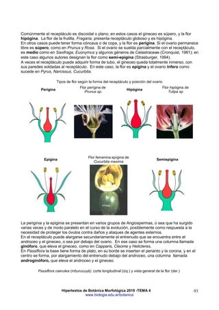 Hipertextos de Botánica Morfológica 2019 -TEMA 4
www.biologia.edu.ar/botanica
93
Comúnmente el receptáculo es discoidal o plano; en estos casos el gineceo es súpero, y la flor
hipógina. La flor de la frutilla, Fragaria, presenta receptáculo globoso y es hipógina.
En otros casos puede tener forma cóncava o de copa, y la flor es perígina. Si el ovario permanece
libre es súpero, como en Prunus y Rosa. Si el ovario se suelda parcialmente con el receptáculo,
es medio como en Saxifraga, Euonymus y algunos géneros de Celastraceae (Cronquist, 1981); en
este caso algunos autores designan la flor como semi-epígina (Strasburger, 1994).
A veces el receptáculo puede adquirir forma de tubo, el gineceo queda totalmente inmerso, con
sus paredes soldadas al receptáculo. En este caso, la flor es epígina y el ovario ínfero como
sucede en Pyrus, Narcissus, Cucurbita.
Tipos de flor según la forma del receptáculo y posición del ovario
Perígina
Flor perígina de
Prunus sp.
Hipógina
Flor hipógina de
Tulipa sp.
Epígina
Flor femenina epígina de
Cucurbita maxima
Semiepígina
La periginia y la epiginia se presentan en varios grupos de Angiospermas, o sea que ha surgido
varias veces y de modo paralelo en el curso de la evolución, posiblemente como respuesta a la
necesidad de proteger los óvulos contra daños y ataques de agentes externos.
En el receptáculo puede alargarse secundariamente el entrenudo que se encuentra entre el
androceo y el gineceo, o sea por debajo del ovario. En ese caso se forma una columna llamada
ginóforo, que eleva el gineceo, como en Capparis, Cleome y Helicteres.
En Passiflora la base tiene forma de plato, en su borde se insertan el perianto y la corona, y en el
centro se forma, por alargamiento del entrenudo debajo del androceo, una columna llamada
androginóforo, que eleva el androceo y el gineceo.
Passiflora caerulea (mburucuyá): corte longitudinal (izq.) y vista general de la flor (der.)
 