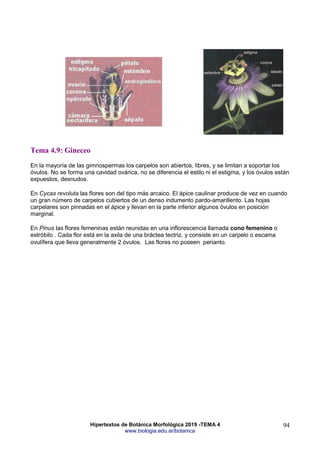 Hipertextos de Botánica Morfológica 2019 -TEMA 4
www.biologia.edu.ar/botanica
94
Tema 4.9: Gineceo
En la mayoría de las gimnospermas los carpelos son abiertos, libres, y se limitan a soportar los
óvulos. No se forma una cavidad ovárica, no se diferencia el estilo ni el estigma, y los óvulos están
expuestos, desnudos.
En Cycas revoluta las flores son del tipo más arcaico. El ápice caulinar produce de vez en cuando
un gran número de carpelos cubiertos de un denso indumento pardo-amarillento. Las hojas
carpelares son pinnadas en el ápice y llevan en la parte inferior algunos óvulos en posición
marginal.
En Pinus las flores femeninas están reunidas en una inflorescencia llamada cono femenino o
estróbilo . Cada flor está en la axila de una bráctea tectriz, y consiste en un carpelo o escama
ovulífera que lleva generalmente 2 óvulos. Las flores no poseen perianto.
 