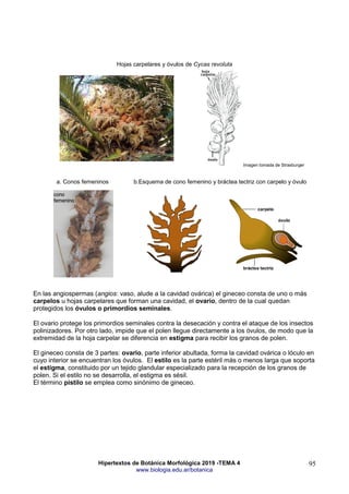 Hipertextos de Botánica Morfológica 2019 -TEMA 4
www.biologia.edu.ar/botanica
95
Hojas carpelares y óvulos de Cycas revoluta
Imagen tomada de Strasburger
a. Conos femeninos b.Esquema de cono femenino y bráctea tectriz con carpelo y óvulo
En las angiospermas (angios: vaso, alude a la cavidad ovárica) el gineceo consta de uno o más
carpelos u hojas carpelares que forman una cavidad, el ovario, dentro de la cual quedan
protegidos los óvulos o primordios seminales.
El ovario protege los primordios seminales contra la desecación y contra el ataque de los insectos
polinizadores. Por otro lado, impide que el polen llegue directamente a los óvulos, de modo que la
extremidad de la hoja carpelar se diferencia en estigma para recibir los granos de polen.
El gineceo consta de 3 partes: ovario, parte inferior abultada, forma la cavidad ovárica o lóculo en
cuyo interior se encuentran los óvulos. El estilo es la parte estéril más o menos larga que soporta
el estigma, constituido por un tejido glandular especializado para la recepción de los granos de
polen. Si el estilo no se desarrolla, el estigma es sésil.
El término pistilo se emplea como sinónimo de gineceo.
 