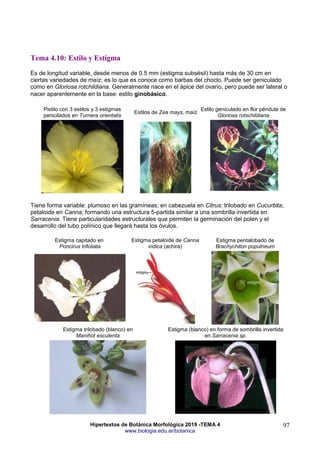 Hipertextos de Botánica Morfológica 2019 -TEMA 4
www.biologia.edu.ar/botanica
97
Tema 4.10: Estilo y Estigma
Es de longitud variable, desde menos de 0.5 mm (estigma subsésil) hasta más de 30 cm en
ciertas variedades de maíz: es lo que es conoce como barbas del choclo. Puede ser geniculado
como en Gloriosa rotchildiana. Generalmente nace en el ápice del ovario, pero puede ser lateral o
nacer aparentemente en la base: estilo ginobásico.
Pistilo con 3 estilos y 3 estigmas
penicilados en Turnera orientalis
Estilos de Zea mays, maíz
Estilo geniculado en flor péndula de
Gloriosa rotschildiana
Tiene forma variable: plumoso en las gramíneas; en cabezuela en Citrus; trilobado en Cucurbita;
petaloide en Canna; formando una estructura 5-partida similar a una sombrilla invertida en
Sarracenia. Tiene particularidades estructurales que permiten la germinación del polen y el
desarrollo del tubo polínico que llegará hasta los óvulos.
Estigma capitado en
Poncirus trifoliata
Estigma petaloide de Canna
indica (achira)
Estigma pentalobado de
Brachychiton populneum
Estigma trilobado (blanco) en
Manihot esculenta
Estigma (blanco) en forma de sombrilla invertida
en Sarracenia sp.
 