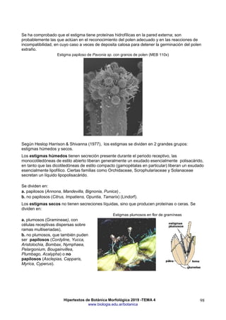 Hipertextos de Botánica Morfológica 2019 -TEMA 4
www.biologia.edu.ar/botanica
98
Se ha comprobado que el estigma tiene proteínas hidrofílicas en la pared externa; son
probablemente las que actúan en el reconocimiento del polen adecuado y en las reacciones de
incompatibilidad, en cuyo caso a veces de deposita calosa para detener la germinación del polen
extraño.
Estigma papiloso de Pavonia sp. con granos de polen (MEB 110x)
Según Heslop Harrison & Shivanna (1977), los estigmas se dividen en 2 grandes grupos:
estigmas húmedos y secos.
Los estigmas húmedos tienen secreción presente durante el periodo receptivo, las
monocotiledóneas de estilo abierto liberan generalmente un exudado esencialmente polisacárido,
en tanto que las dicotiledóneas de estilo compacto (gamopétalas en particular) liberan un exudado
esencialmente lipofílico. Ciertas familias como Orchidaceae, Scrophulariaceae y Solanaceae
secretan un líquido lipopolisacárido.
Se dividen en:
a. papilosos (Annona, Mandevilla, Bignonia, Punica) ,
b. no papilosos (Citrus, Impatiens, Opuntia, Tamarix) (Lindorf).
Los estigmas secos no tienen secreciones líquidas, sino que producen proteínas o ceras. Se
dividen en:
a. plumosos (Gramineae), con
células receptivas dispersas sobre
ramas multiseriadas),
b. no plumosos, que también puden
ser papilosos (Cordyline, Yucca,
Aristolochia, Bombax, Nymphaea,
Pelargonium, Bougainvillea,
Plumbago, Acalypha) o no
papilosos (Asclepias, Capparis,
Myrica, Cyperus).
Estigmas plumosos en flor de gramíneas
 