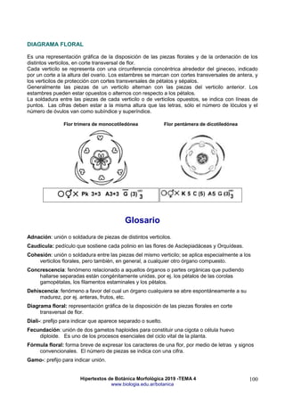 Hipertextos de Botánica Morfológica 2019 -TEMA 4
www.biologia.edu.ar/botanica
100
DIAGRAMA FLORAL
Es una representación gráfica de la disposición de las piezas florales y de la ordenación de los
distintos verticilos, en corte transversal de flor.
Cada verticilo se representa con una circunferencia concéntrica alrededor del gineceo, indicado
por un corte a la altura del ovario. Los estambres se marcan con cortes transversales de antera, y
los verticilos de protección con cortes transversales de pétalos y sépalos.
Generalmente las piezas de un verticilo alternan con las piezas del verticilo anterior. Los
estambres pueden estar opuestos o alternos con respecto a los pétalos.
La soldadura entre las piezas de cada verticilo o de verticilos opuestos, se indica con líneas de
puntos. Las cifras deben estar a la misma altura que las letras, sólo el número de lóculos y el
número de óvulos van como subíndice y superíndice.
Flor trímera de monocotiledónea Flor pentámera de dicotiledónea
Glosario
Adnación: unión o soldadura de piezas de distintos verticilos.
Caudícula: pedículo que sostiene cada polinio en las flores de Asclepiadáceas y Orquídeas.
Cohesión: unión o soldadura entre las piezas del mismo verticilo; se aplica especialmente a los
verticilos florales, pero también, en general, a cualquier otro órgano compuesto.
Concrescencia: fenómeno relacionado a aquellos órganos o partes orgánicas que pudiendo
hallarse separadas están congénitamente unidas, por ej. los pétalos de las corolas
gamopétalas, los filamentos estaminales y los pétalos.
Dehiscencia: fenómeno a favor del cual un órgano cualquiera se abre espontáneamente a su
madurez, por ej. anteras, frutos, etc.
Diagrama floral: representación gráfica de la disposición de las piezas florales en corte
transversal de flor.
Diali-: prefijo para indicar que aparece separado o suelto.
Fecundación: unión de dos gametos haploides para constituir una cigota o célula huevo
diploide. Es uno de los procesos esenciales del ciclo vital de la planta.
Fórmula floral: forma breve de expresar los caracteres de una flor, por medio de letras y signos
convencionales. El número de piezas se indica con una cifra.
Gamo-: prefijo para indicar unión.
 