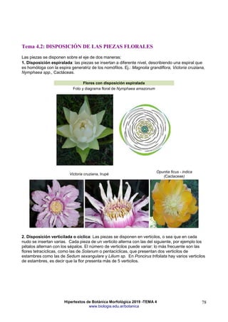 Hipertextos de Botánica Morfológica 2019 -TEMA 4
www.biologia.edu.ar/botanica
78
Tema 4.2: DISPOSICIÓN DE LAS PIEZAS FLORALES
Las piezas se disponen sobre el eje de dos maneras:
1. Disposición espiralada: las piezas se insertan a diferente nivel, describiendo una espiral que
es homóloga con la espira generatriz de los nomófilos. Ej.: Magnolia grandiflora, Victoria cruziana,
Nymphaea spp., Cactáceas.
Flores con disposición espiralada
Foto y diagrama floral de Nymphaea amazonum
Victoria cruziana, Irupé
Opuntia ficus - indica
(Cactaceae)
2. Disposición verticilada o cíclica: Las piezas se disponen en verticilos, o sea que en cada
nudo se insertan varias. Cada pieza de un verticilo alterna con las del siguiente, por ejemplo los
pétalos alternan con los sépalos. El número de verticilos puede variar: lo más frecuente son las
flores tetracíclicas, como las de Solanum o pentacíclicas, que presentan dos verticilos de
estambres como las de Sedum sexangulare y Lilium sp. En Poncirus trifoliata hay varios verticilos
de estambres, es decir que la flor presenta más de 5 verticilos.
 