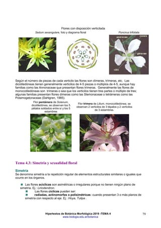 Hipertextos de Botánica Morfológica 2019 -TEMA 4
www.biologia.edu.ar/botanica
79
Flores con disposición verticilada
Sedum sexangulare, foto y diagrama floral Poncirus trifoliata
Según el número de piezas de cada verticilo las flores son dímeras, trímeras, etc. Las
dicotiledóneas tienen generalmente verticilos de 4-5 piezas o múltiplos de 4-5, aunque hay
familias como las Annonaceae que presentan flores trímeras. Generalmente las flores de
monocotiledóneas son trímeras o sea que los verticilos tienen tres partes o múltiplo de tres;
algunas familias presentan flores dímeras como las Stemonaceae o tetrámeras como las
Potamogetonaceae (Dahlgren, 1985).
Flor pentámera de Solanum,
dicotiledónea, se observan los 5
pétalos soldados entre sí y los 5
estambres
Flor trímera de Lilium, monocotiledónea, se
observan 2 verticilos de 3 tépalos y 2 verticilos
de 3 estambres.
Tema 4.3: Simetría y sexualidad floral
Simetría
Se denomina simetría a la repetición regular de elementos estructurales similares o iguales que
ocurre en los órganos.
Las flores acíclicas son asimétricas o irregulares porque no tienen ningún plano de
simetría. Ej.: Liriodendron.
Las flores cíclicas pueden ser:
radiadas, actinomorfas o polisimétricas: cuando presentan 3 o más planos de
simetría con respecto al eje. Ej.: Hoya, Tulipa .
 