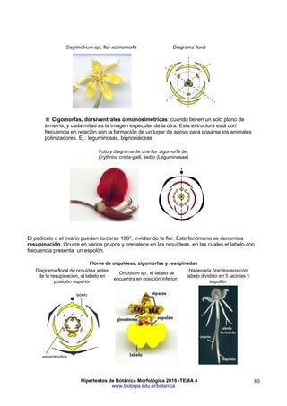 Hipertextos de Botánica Morfológica 2019 -TEMA 4
www.biologia.edu.ar/botanica
80
Sisyrinchium sp., flor actinomorfa Diagrama floral
Cigomorfas, dorsiventrales o monosimétricas: cuando tienen un solo plano de
simetría, y cada mitad es la imagen especular de la otra. Esta estructura está con
frecuencia en relación con la formación de un lugar de apoyo para posarse los animales
polinizadores. Ej.: leguminosas, bignoniáceas.
Foto y diagrama de una flor zigomorfa de
Erythrina crista-galli, seibo (Leguminosae)
El pedicelo o el ovario pueden torcerse 180°, invirtiendo la flor. Este fenómeno se denomina
resupinación. Ocurre en varios grupos y prevalece en las orquídeas, en las cuales el labelo con
frecuencia presenta un espolón.
Flores de orquídeas, zigomorfas y resupinadas
Diagrama floral de orquídea antes
de la resupinación, el labelo en
posición superior
Oncidium sp., el labelo se
encuentra en posición inferior.
Habenaria bractescens con
labelo dividido en 5 lacinias y
espolón
 