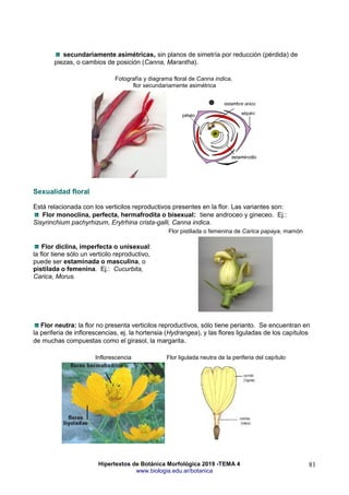 Hipertextos de Botánica Morfológica 2019 -TEMA 4
www.biologia.edu.ar/botanica
81
secundariamente asimétricas, sin planos de simetría por reducción (pérdida) de
piezas, o cambios de posición (Canna, Marantha).
Fotografía y diagrama floral de Canna indica,
flor secundariamente asimétrica
Sexualidad floral
Está relacionada con los verticilos reproductivos presentes en la flor. Las variantes son:
Flor monoclina, perfecta, hermafrodita o bisexual: tiene androceo y gineceo. Ej.:
Sisyrinchium pachyrhizum, Erytrhina crista-galli, Canna indica.
Flor diclina, imperfecta o unisexual:
la flor tiene sólo un verticilo reproductivo,
puede ser estaminada o masculina, o
pistilada o femenina. Ej.: Cucurbita,
Carica, Morus.
Flor pistilada o femenina de Carica papaya, mamón
Flor neutra: la flor no presenta verticilos reproductivos, sólo tiene perianto. Se encuentran en
la periferia de inflorescencias, ej. la hortensia (Hydrangea), y las flores liguladas de los capítulos
de muchas compuestas como el girasol, la margarita.
Inflorescencia Flor ligulada neutra de la periferia del capítulo
 