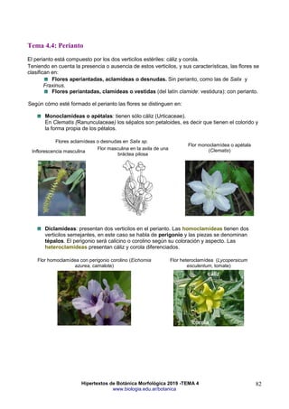 Hipertextos de Botánica Morfológica 2019 -TEMA 4
www.biologia.edu.ar/botanica
82
Tema 4.4: Perianto
El perianto está compuesto por los dos verticilos estériles: cáliz y corola.
Teniendo en cuenta la presencia o ausencia de estos verticilos, y sus características, las flores se
clasifican en:
Flores aperiantadas, aclamídeas o desnudas. Sin perianto, como las de Salix y
Fraxinus.
Flores periantadas, clamídeas o vestidas (del latín clamide: vestidura): con perianto.
Según cómo esté formado el perianto las flores se distinguen en:
Monoclamídeas o apétalas: tienen sólo cáliz (Urticaceae).
En Clematis (Ranunculaceae) los sépalos son petaloides, es decir que tienen el colorido y
la forma propia de los pétalos.
Flores aclamídeas o desnudas en Salix sp.
Flor monoclamídea o apétala
(Clematis)
Inflorescencia masculina
Flor masculina en la axila de una
bráctea pilosa
Diclamídeas: presentan dos verticilos en el perianto. Las homoclamídeas tienen dos
verticilos semejantes, en este caso se habla de perigonio y las piezas se denominan
tépalos. El perigonio será calicino o corolino según su coloración y aspecto. Las
heteroclamídeas presentan cáliz y corola diferenciados.
Flor homoclamídea con perigonio corolino (Eichornia
azurea, camalote)
Flor heteroclamídea (Lycopersicum
esculentum, tomate)
 