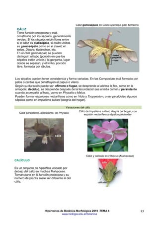 Hipertextos de Botánica Morfológica 2019 -TEMA 4
www.biologia.edu.ar/botanica
83
CÁLIZ
Tiene función protectora y está
constituido por los sépalos, generalmente
verdes. Si los sépalos están libres entre
sí el cáliz es dialisépalo, si están unidos
es gamosépalo como en el clavel, el
seibo, Datura, Kalanchoe, etc.
En el cáliz gamosépalo se pueden
distinguir: el tubo (porción en que los
sépalos están unidos), la garganta, lugar
donde se separan, y el limbo, porción
libre, formada por lóbulos.
Cáliz gamosépalo en Ceiba speciosa, palo borracho
Los sépalos pueden tener consistencia y forma variadas. En las Compositae está formado por
pelos o cerdas que constituyen el papus o vilano.
Según su duración puede ser: efímero o fugaz, se desprende al abrirse la flor, como en la
amapola; deciduo, se desprende después de la fecundación (es el más común); persistente
cuando acompaña al fruto, como en Physalis o Malus.
Pueden formar espolones nectaríferos como en Viola y Tropaeolum, o ser petaloides algunos
sépalos como en Impatiens sultani (alegría del hogar).
Variaciones del cáliz
Cáliz persistente, acrescente, de Physalis
Cáliz de Impatiens sultani, alegría del hogar, con
espolón nectarífero y sépalos petaloides
CALÍCULO
Es un conjunto de hipsófilos ubicado por
debajo del cáliz en muchas Malvaceae.
Toman parte en la función protectora y su
número de piezas suele ser diferente al del
cáliz.
Cáliz y calículo en Hibiscus (Malvaceae)
 