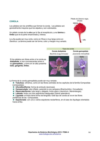 Hipertextos de Botánica Morfológica 2019 -TEMA 4
www.biologia.edu.ar/botanica
84
COROLA
Los pétalos son los antófilos que forman la corola. Los pétalos son
generalmente mayores que los sépalos y son coloreados.
Un pétalo consta de la uña que lo fija al receptáculo y una lámina o
limbo que es la parte ensanchada y vistosa.
La uña puede ser muy corta, como en Rosa o muy larga como en
Dianthus. La lámina puede ser de forma, color y margen muy variado.
Pétalo de Delonix regia,
chivato
Si los pétalos son libres entre sí la corola es
dialipétala; si son concrescentes entre sí
es gamopétala, y como en el cáliz presenta
tubo, garganta, limbo.
Tipos de corola
Corola dialipétala Corola gamopétala
Bauhinia (Leguminosae) Jacaranda mimosifolia
La forma de la corola gamopétala puede ser muy variada:
Tubulosa: cilíndrica, como en las flores centrales de los capítulos de la familia Compositae
(compuestas).
Infundibuliforme: forma de embudo (Ipomoea).
Campanulada: tubo inflado, parecido a una campana (Brachychiton, Convallaria).
Hipocrateriforme: tubo largo y delgado, limbo plano (Jazminum, Nierembergia).
Labiada: limbo con dos segmentos desiguales (Salvia splendens).
Ligulada: el limbo tiene forma de lengüeta. Este tipo de corola se ve en las flores
periféricas de las Compuestas.
Espolonada: con uno o varios espolones nectaríferos, en el caso de Aquilegia orientados
hacia arriba.
 