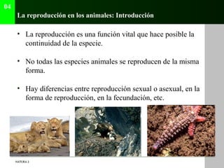 04
      La reproducción en los animales: Introducción

      • La reproducción es una función vital que hace posible la
 ...
