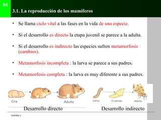 04
      3.1. La reproducción de los mamíferos

      • Se llama ciclo vital a las fases en la vida de una especie.

     ...