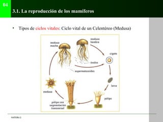 04
      3.1. La reproducción de los mamíferos


      •   Tipos de ciclos vitales: Ciclo vital de un Celentéreo (Medusa)
...