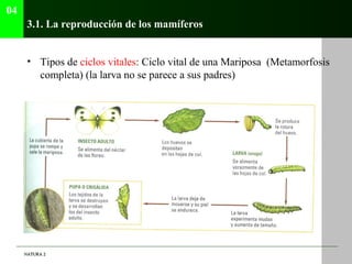 04
      3.1. La reproducción de los mamíferos


      • Tipos de ciclos vitales: Ciclo vital de una Mariposa (Metamorfosi...