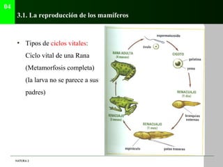04
      3.1. La reproducción de los mamíferos



      • Tipos de ciclos vitales:
          Ciclo vital de una Rana
     ...