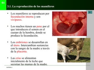 04
      3.1. La reproducción de los mamíferos

      • Los mamíferos se reproducen por
        fecundación interna y son
...
