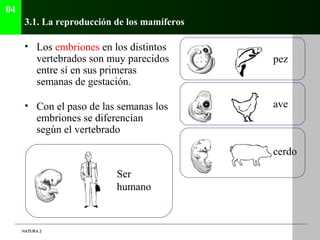 04
      3.1. La reproducción de los mamíferos

      • Los embriones en los distintos
        vertebrados son muy parecid...