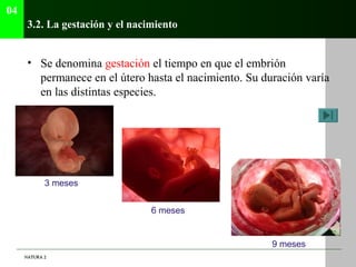 04
      3.2. La gestación y el nacimiento


      • Se denomina gestación el tiempo en que el embrión
        permanece e...