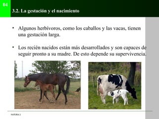 04
      3.2. La gestación y el nacimiento


      • Algunos herbívoros, como los caballos y las vacas, tienen
        una...