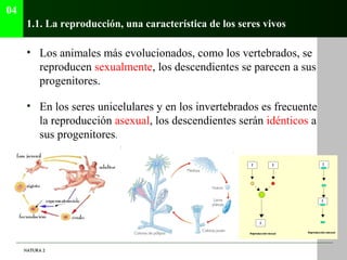 04
      1.1. La reproducción, una característica de los seres vivos

      • Los animales más evolucionados, como los ver...