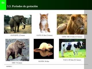 04
      3.3. Periodos de gestación




           ELEFANTE: 22 meses    GATO: 63 días (2 meses)
                         ...
