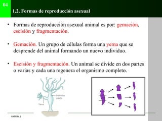 04
      1.2. Formas de reproducción asexual

 • Formas de reproducción asexual animal es por: gemación,
   escisión y fra...