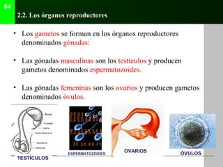 04
      2.2. Los órganos reproductores

     • Los gametos se forman en los órganos reproductores
       denominados góna...