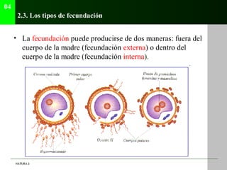 04
      2.3. Los tipos de fecundación


     • La fecundación puede producirse de dos maneras: fuera del
       cuerpo de...