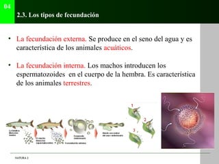 04
      2.3. Los tipos de fecundación


 • La fecundación externa. Se produce en el seno del agua y es
   característica ...