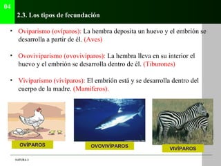 04
      2.3. Los tipos de fecundación

 • Oviparismo (ovíparos): La hembra deposita un huevo y el embrión se
   desarroll...