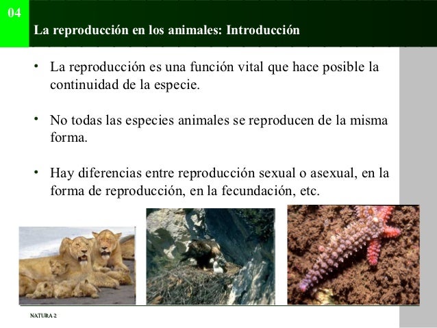 Tema 04 (La reproducción de los animales)